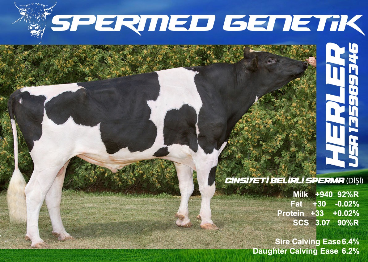 HOLSTEIN