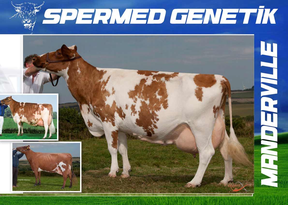 KIRMIZI HOLSTEIN